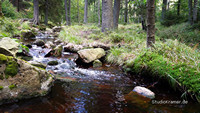Fliegende-Kamera-im-Wald-Remote-Gimbal-Harz-